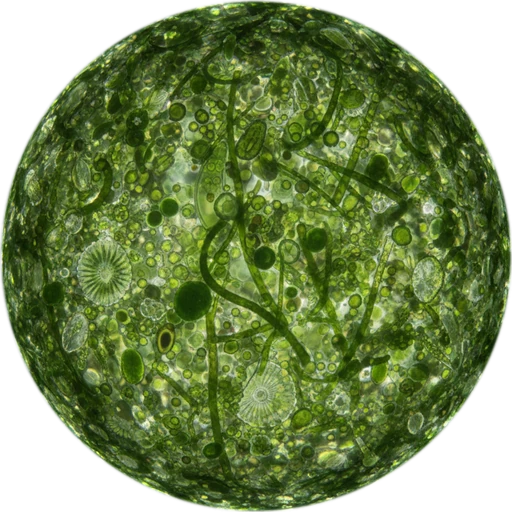 Algae, level 1