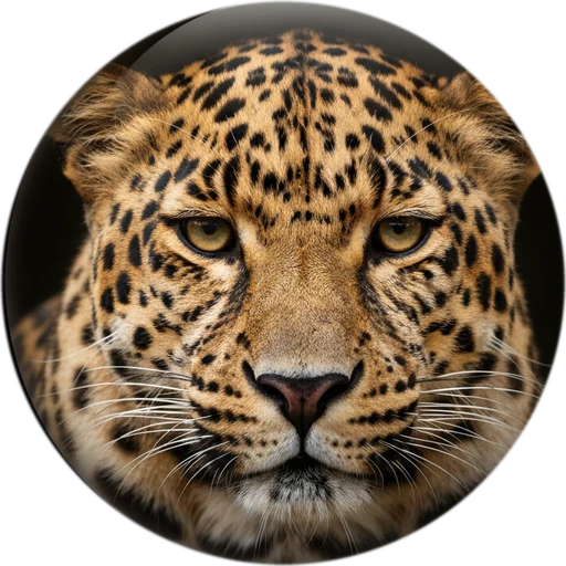 Leopard, level 13